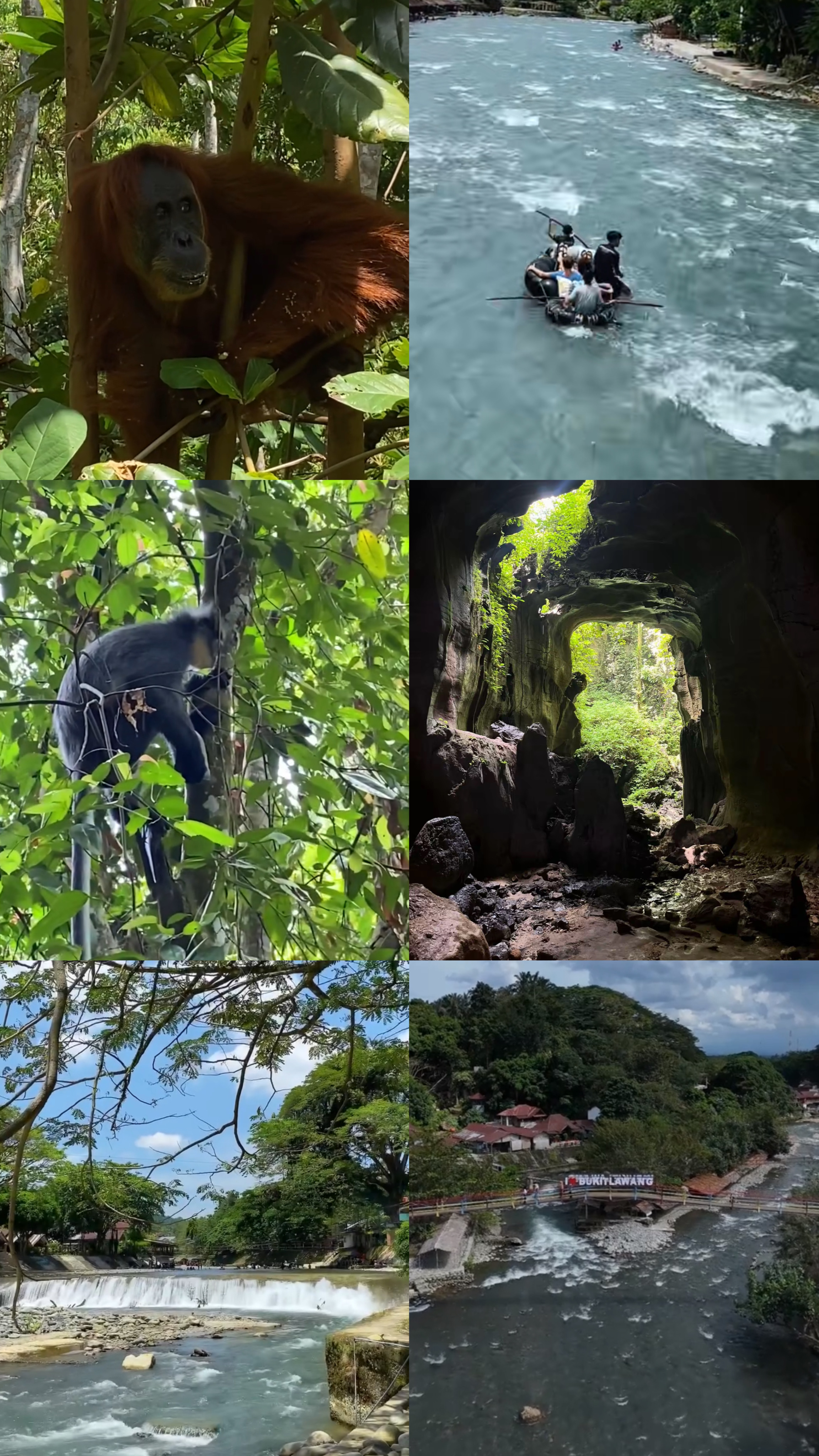 Bukit Lawang